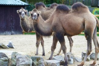 Camel Close Encounter Experience at Drusillas Park Zoo for One