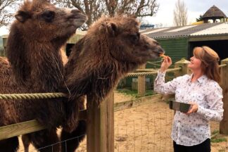 Camel Close Encounter Experience for Two at Drusillas Park Zoo