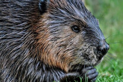 Capybara and Beaver Close Encounter Experience for Two at Drusillas Park Zoo