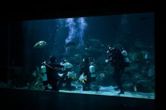 Diving with Sharks Experience at Skegness Aquarium