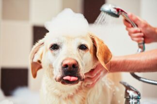 Dog Grooming Diploma Online Course for One