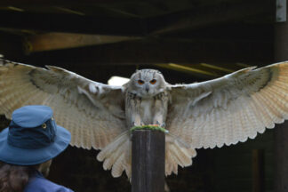 Entry to the Scottish Owl Centre for Two Adults and Two Children