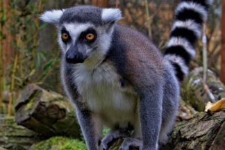 Exotic Zoo Entry and a 30 Minute Lemur Experience for Two