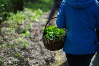 Forage and Cook for One with Totally Wild UK
