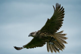 Full Day Falconry Experience for One in Gloucestershire