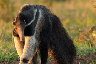 Giant Anteater Close Encounter Experience for Two at Drusillas Park Zoo