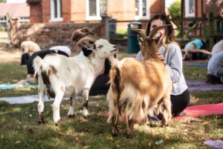 Goat Yoga Class for Two with DMYoga