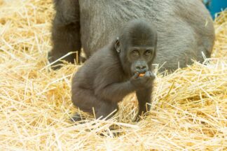 Howletts Wild Animal Park Tickets for Two Adults with Animal Adoption Pack