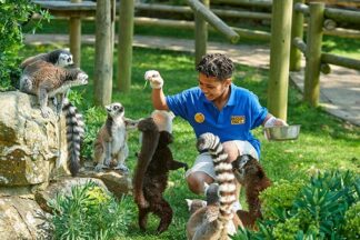 Lemur Close Encounter Experience for Two at Drusillas Park Zoo
