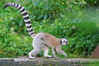 Meerkat and Lemurs the Ultimate Family Animal Experience at Northumberland College Zoo