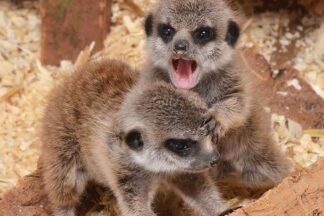 Meerkat Encounter for Two Adults and Two Children at The Animal Experience – Weekdays