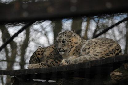 Meet the Carnivores for Two with Lunch at Lakeland Wildlife Oasis