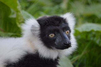 Meet the Lemurs Experience for Two at Hobbledown Epsom