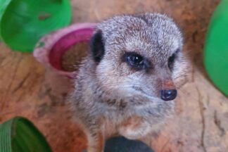 Meet the Meerkats Experience at Lucky Tails Alpaca Farm for Two
