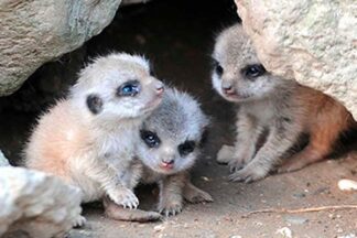 Meet the Meerkats Experience for a Family of Four