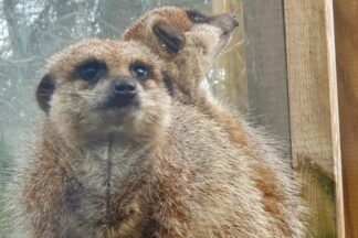 Meet the Meerkats Experience for Two