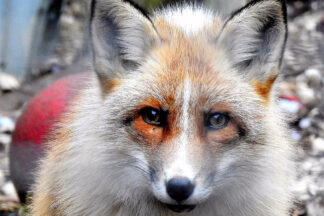 Meet the Fox with Park Entry for Two at Ark Wildlife Park