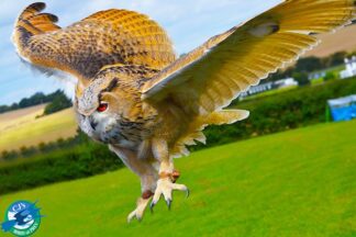One Hour Junior Falconry Experience for One Adult and One Child at CJ's Birds of Prey
