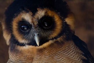 Junior Zoo Keeper Experience at Millets Farm Falconry Centre