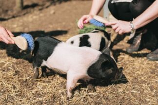 Pig Enthusiast Experience for One at Kew Little Pigs