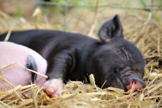 Piggy Pet and Play for One Child at Kew Little Pigs