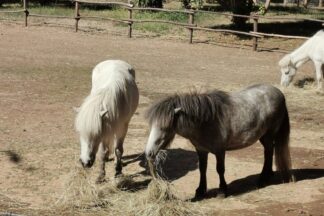 Pony Pals Experience for Two at Hobbledown Heath Hounslow