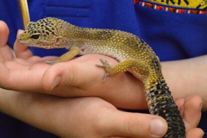Reptile Close Encounter Experience for Two at Drusillas Park Zoo