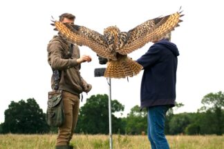 Three Hour Birds of Prey Flying Experience for One with Mercer Falconry