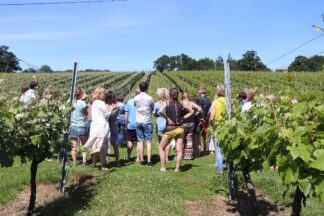Wine Tasting Tour for Two at English Oak Vineyard