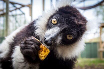 A Choice of One Hour Animal Experience for Two at Hoo Zoo & Dinosaur World