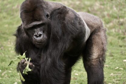 Gorilla Encounter and Truck Safari for Two at Port Lympne Reserve