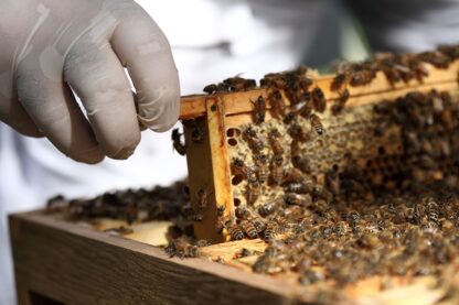 London Beekeeping and Beer Tasting Experience for Two