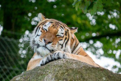 Meet the Tiger Experience for Two at Dartmoor Zoo