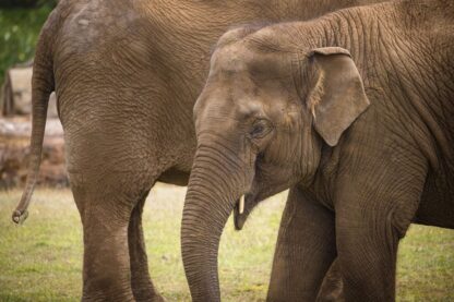 One Hour Mini Elephant Encounter for Two with Admission to Woburn Safari Park